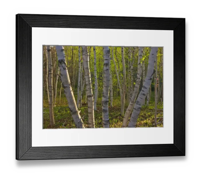 Framed Print : Spring in a paper birch forest on Mount Desert Island near Acadia National Park Framed Print : Spring in a paper birch forest on Mount Desert Island near Acadia National Park