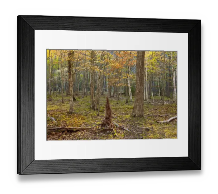 Framed Print : Spring in a hardwood forest on Mount Desert Island near Acadia National Park