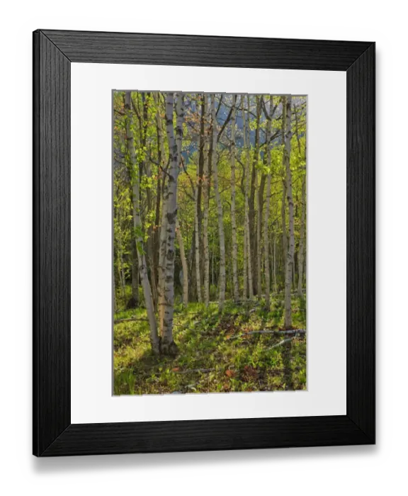 Framed Print : Spring in a paper birch forest on Mount Desert Island near Acadia National Park Framed Print : Spring in a paper birch forest on Mount Desert Island near Acadia National Park