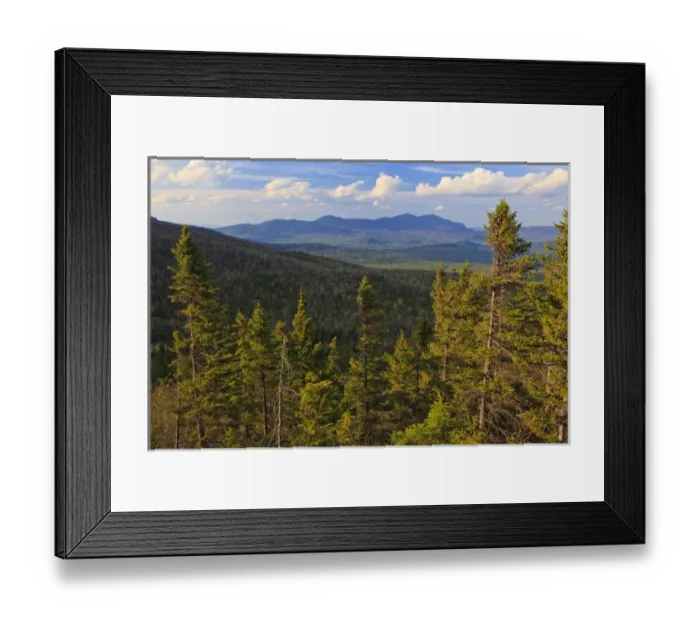Framed Print : View of spruce trees and the distant Bigelow Range from the Appalachian Trail Framed Print : View of spruce trees and the distant Bigelow Range from the Appalachian Trail