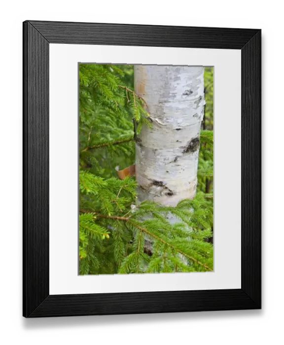 Framed Print : Paper Birch tree (Betula papyrifera). Appalachian Trail, Crocker Mountain, Maine Framed Print : Paper Birch tree (Betula papyrifera). Appalachian Trail, Crocker Mountain, Maine
