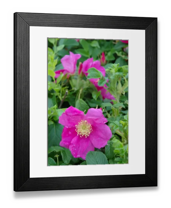 Framed Print : Ogunquit, Maine, USA, shrub Roses along Marginal Way Framed Print : Ogunquit, Maine, USA, shrub Roses along Marginal Way