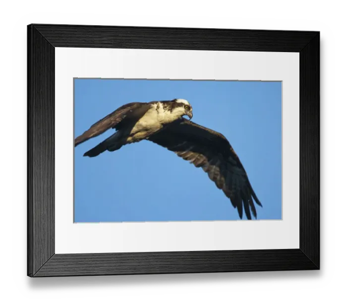 Framed Print : USA, Maine, Acadia National Park, Peregrine Falcon (Falco peregrinus) hovering in Framed Print : USA, Maine, Acadia National Park, Peregrine Falcon (Falco peregrinus) hovering in