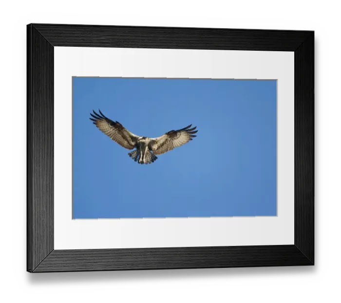 Framed Print : USA, Maine, Acadia National Park, Peregrine Falcon (Falco peregrinus) hovering in Framed Print : USA, Maine, Acadia National Park, Peregrine Falcon (Falco peregrinus) hovering in