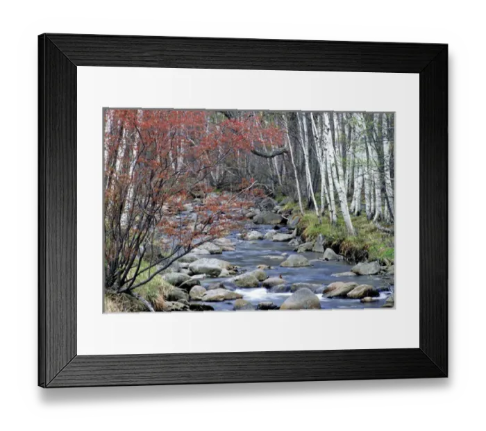 Framed Print : USA, Maine, Acadia NP. A stream flows along a birch forest in Acadia National Park Framed Print : USA, Maine, Acadia NP. A stream flows along a birch forest in Acadia National Park