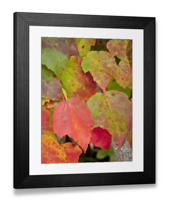 Framed Print : Red maple, Freeport, Maine Framed Print : Red maple, Freeport, Maine