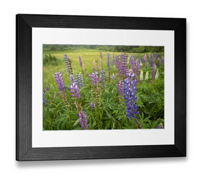 Framed Print : Old field with lupine, coastal Maine near Brunswick Framed Print : Old field with lupine, coastal Maine near Brunswick