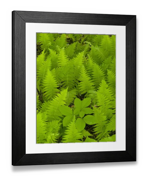 Framed Print : Ferns, Acadia National Park, Maine Framed Print : Ferns, Acadia National Park, Maine