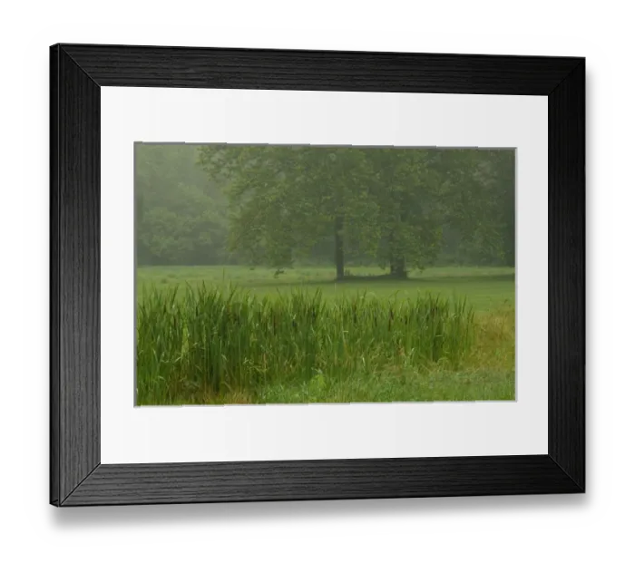 Framed Print : United States, Maryland, Westminster, Union Mills, Cattails in foreground with trees Framed Print : United States, Maryland, Westminster, Union Mills, Cattails in foreground with trees