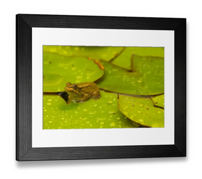 Framed Print : United States, Maryland, Westminster, Union Mills, Small frog on green lily pad Framed Print : United States, Maryland, Westminster, Union Mills, Small frog on green lily pad