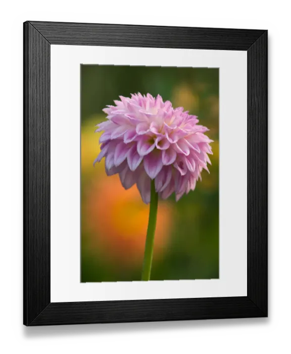 Framed Print : United States, Maryland, Wheaton, Brookside Gardens Pink dahlia with orange Framed Print : United States, Maryland, Wheaton, Brookside Gardens Pink dahlia with orange
