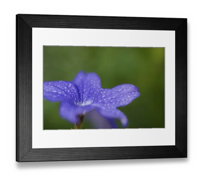 Framed Print : United States, Maryland, Wheaton, Brookside Gardens, closeup of blue flower with Framed Print : United States, Maryland, Wheaton, Brookside Gardens, closeup of blue flower with