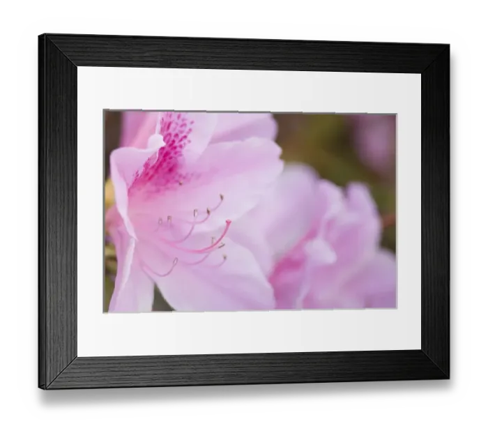 Framed Print : United States, Maryland, Wheaton, Brookside Gardens, closeup of pink azalea
