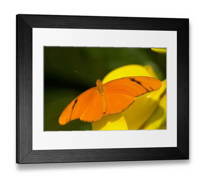 Framed Print : United States, Maryland, Wheaton, Brookside Gardens Orange julia longwing butterfly Framed Print : United States, Maryland, Wheaton, Brookside Gardens Orange julia longwing butterfly