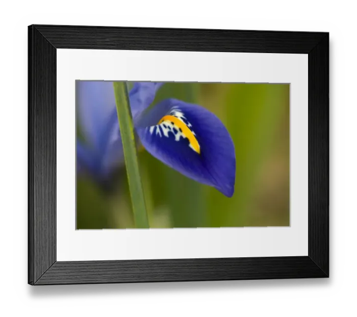 Framed Print : United States, Maryland, Wheaton, Brookside Gardens, closeup of violet petal Framed Print : United States, Maryland, Wheaton, Brookside Gardens, closeup of violet petal