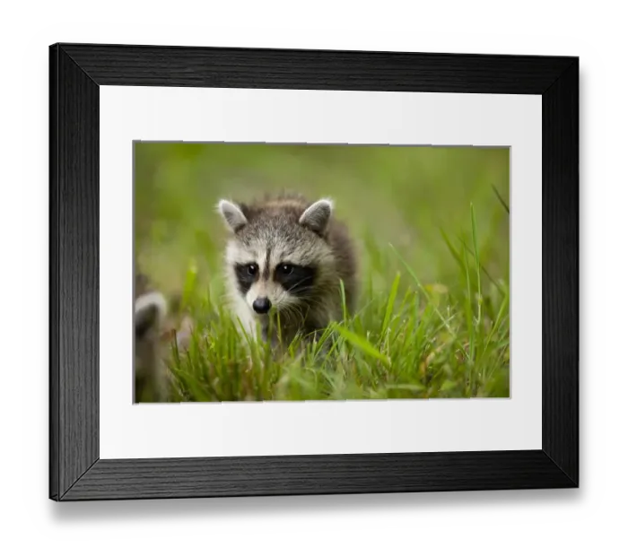 Framed Print : USA, Maryland, Assateague Island National Seashore, Young Raccoon (Procyon lotor)