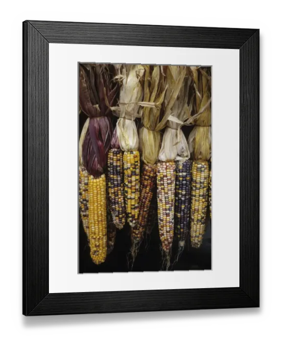 Framed Print : North America, USA, Massachusetts, Acton. Indian corn on display Framed Print : North America, USA, Massachusetts, Acton. Indian corn on display
