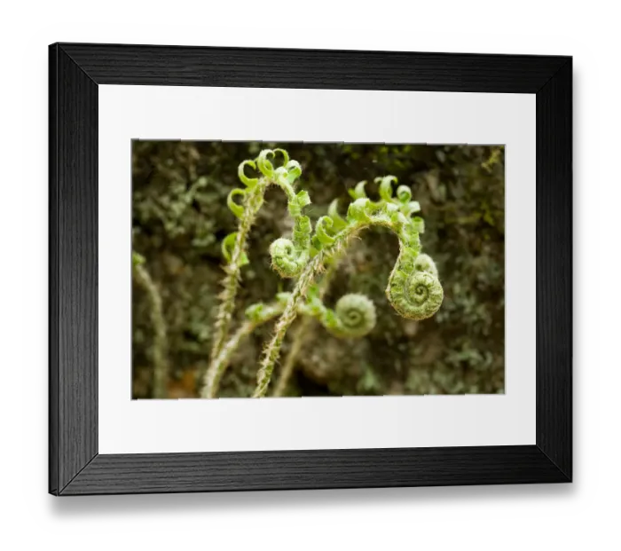 Framed Print : Fiddlehead of a Christmas Fern, Polystichum acrostichoides, in Gulf Brook Ravine Framed Print : Fiddlehead of a Christmas Fern, Polystichum acrostichoides, in Gulf Brook Ravine