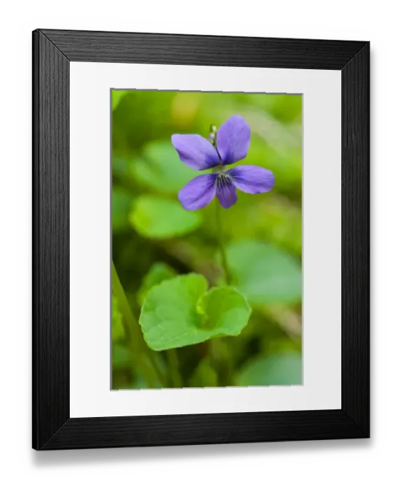 Framed Print : Common blue violets, Viola papilionacea, growing next to Gulf Brook in Pepperell, MA Framed Print : Common blue violets, Viola papilionacea, growing next to Gulf Brook in Pepperell, MA