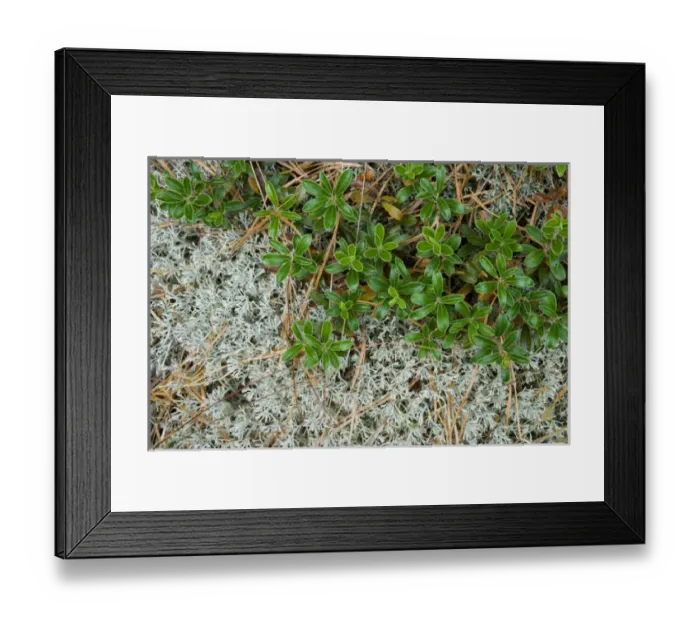 Framed Print : Bearberry (Arctostaphylos uva-ursi) and reindeer lichen in the pitch pine forest Framed Print : Bearberry (Arctostaphylos uva-ursi) and reindeer lichen in the pitch pine forest