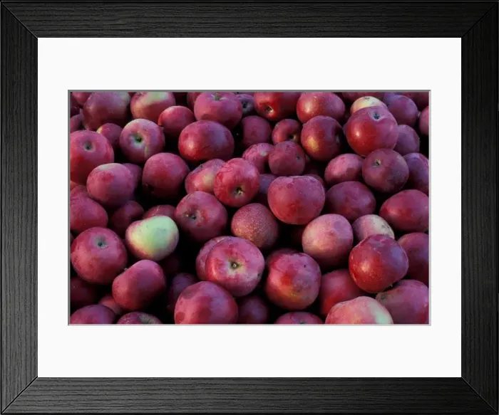 Framed Print : Bolton, MA. USA. Harvested apples at the Nicewicz Farm in Massachusetts Nashoba