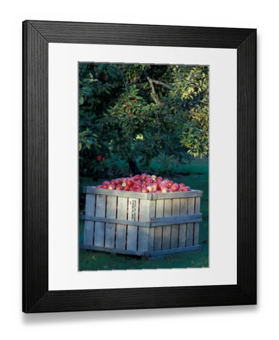 Framed Print : Bolton, MA. USA. A crate of apples at the Nicewicz Farm in Massachusetts Nashoba Framed Print : Bolton, MA. USA. A crate of apples at the Nicewicz Farm in Massachusetts Nashoba