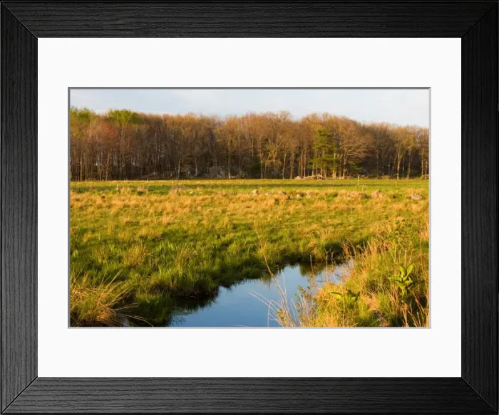 Framed Print : The wet grasslands of the Common Pasture in Newburyport, MA Framed Print : The wet grasslands of the Common Pasture in Newburyport, MA