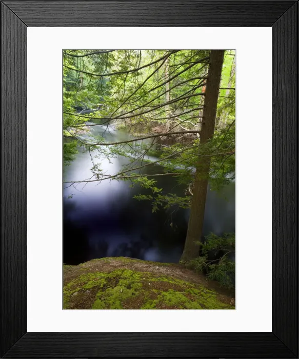 Framed Print : Hemlock trees on the banks of the Ipswich River at the Essex County Greenbelt Association s Framed Print : Hemlock trees on the banks of the Ipswich River at the Essex County Greenbelt Association s