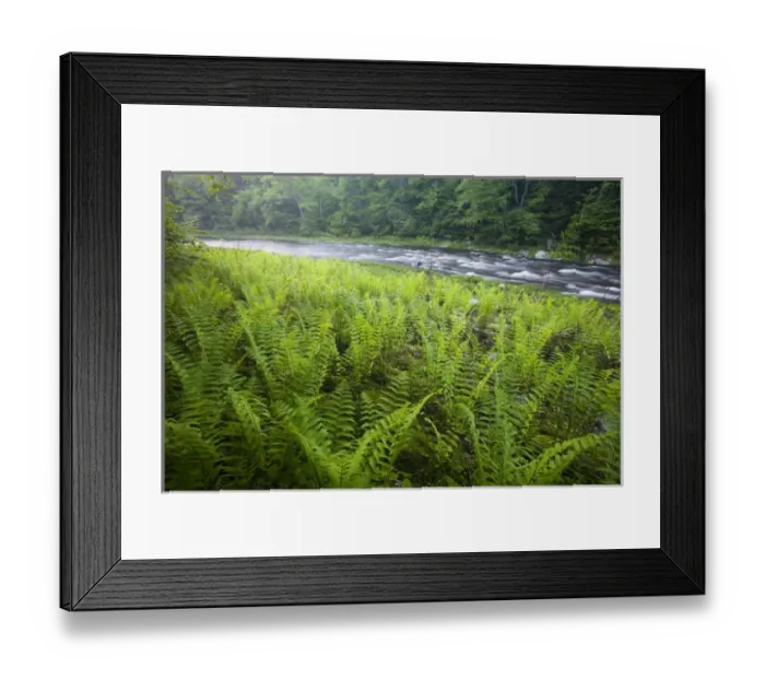 Framed Print : Ferns and the West Branch of the Westfield River in Chesterfield, Massachusetts