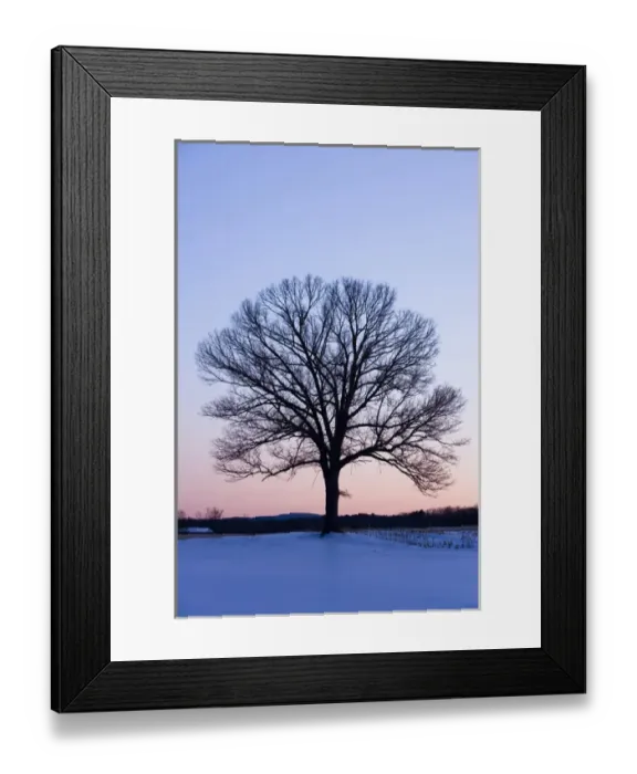 Framed Print : The bare branches of a maple tree in winter silhouetted against a dawn sky on a farm in Hadley