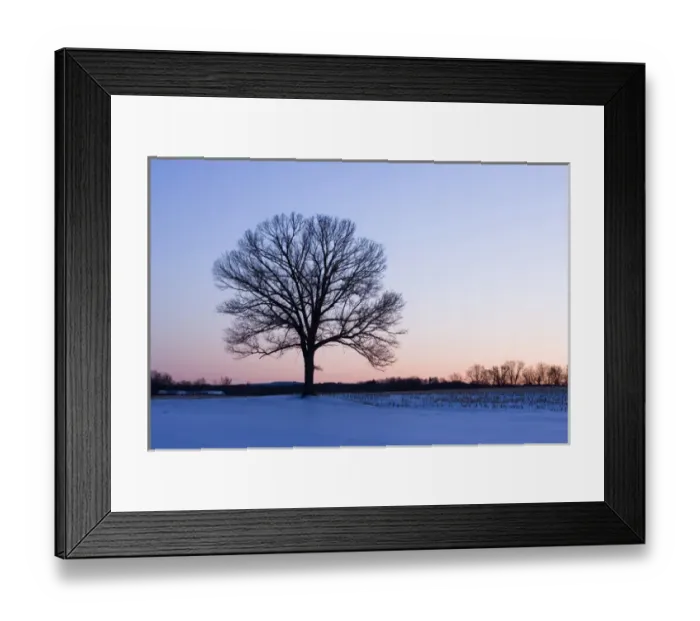 Framed Print : The bare branches of a maple tree in winter silhouetted against a dawn sky on a farm in Hadley Framed Print : The bare branches of a maple tree in winter silhouetted against a dawn sky on a farm in Hadley