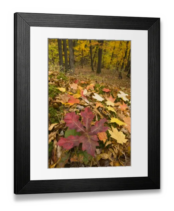 Framed Print : Fall in an oak-hickory forest on Mount Tom in Holyoke, Massachusetts. Mount Tom