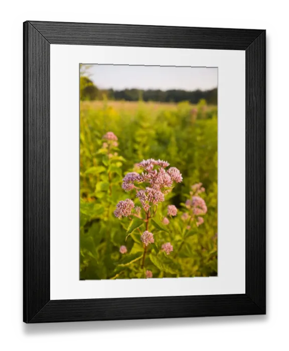 Framed Print : Joe-pye weed, Eutrochium purpureum, grows in a hay field in Bridgewater, Massachusetts Framed Print : Joe-pye weed, Eutrochium purpureum, grows in a hay field in Bridgewater, Massachusetts