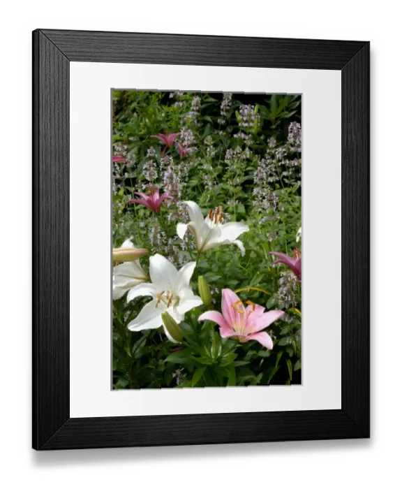 Framed Print : U. S. A. Reading, Massachusetts, Pink and White Asiatic lilies Framed Print : U. S. A. Reading, Massachusetts, Pink and White Asiatic lilies