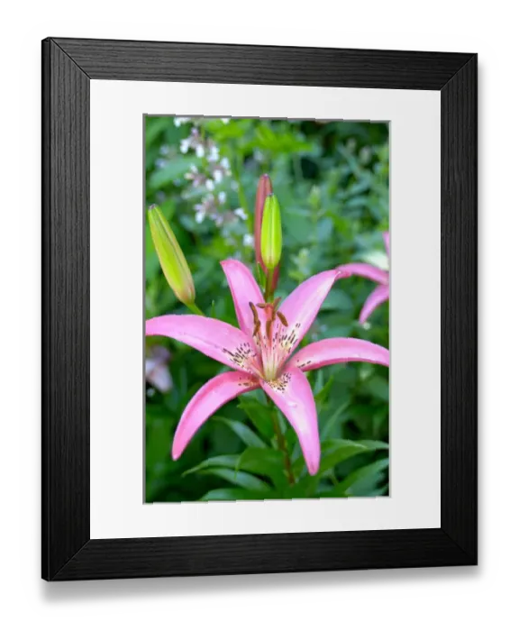 Framed Print : U. S. A. Reading, Massachusetts, Pink Asiatic lilies Framed Print : U. S. A. Reading, Massachusetts, Pink Asiatic lilies