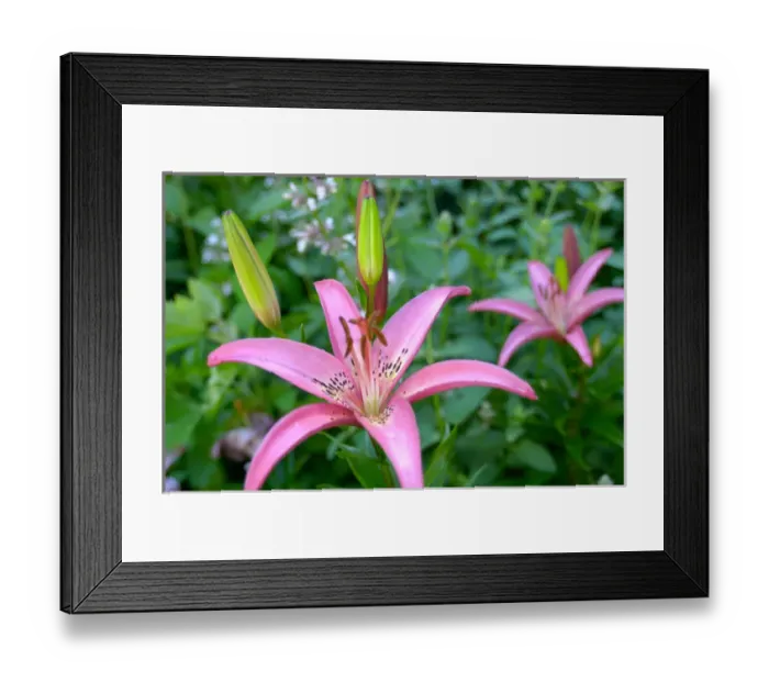 Framed Print : U. S. A. Reading, Massachusetts, Pink Asiatic lilies Framed Print : U. S. A. Reading, Massachusetts, Pink Asiatic lilies