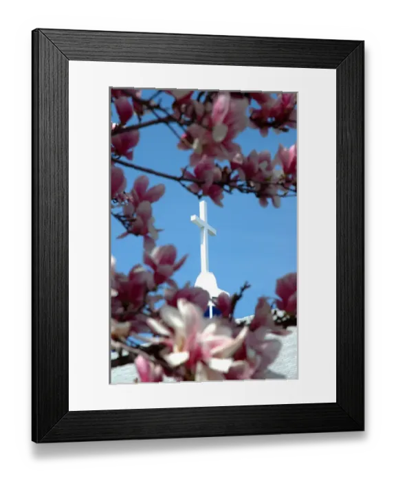 Framed Print : Massachusetts, Reading, pink Magnolia tree and church steeple Framed Print : Massachusetts, Reading, pink Magnolia tree and church steeple