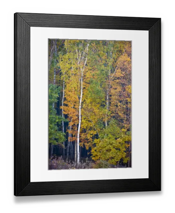 Framed Print : Fall colors in the forest in the Quabbin Reservoir Reservation in Ware, Massachusetts