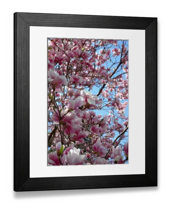 Framed Print : Massachusetts, Reading closeup of pink Magnolia tree blossoms