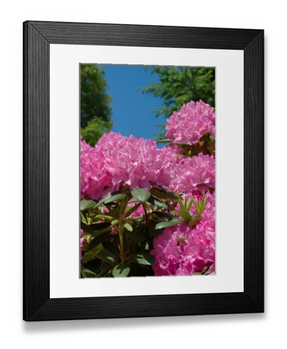 Framed Print : Reading, MA, USA, pink Rhododendron in full bloom