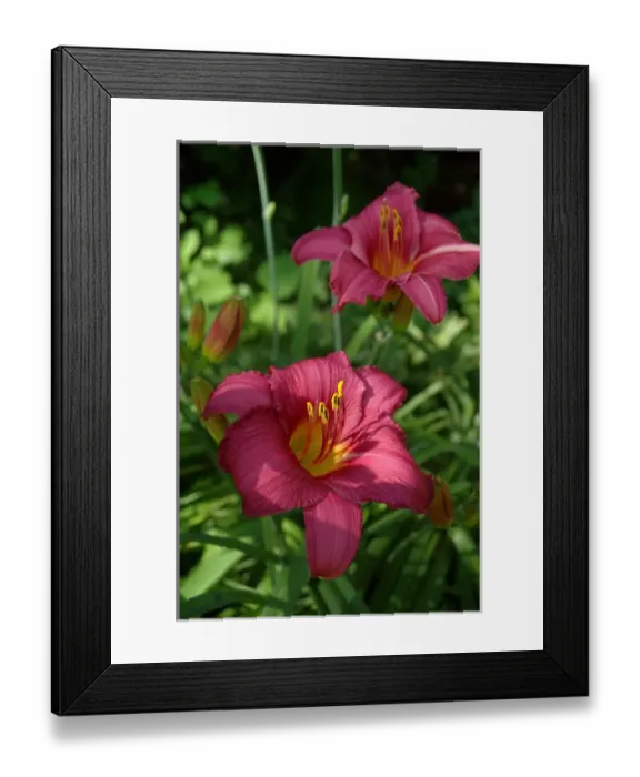 Framed Print : Reading, MA, USA, summer perennial garden with deep-rose colored Daylilies Framed Print : Reading, MA, USA, summer perennial garden with deep-rose colored Daylilies