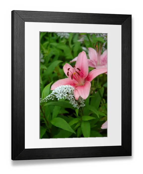 Framed Print : Reading, MA, USA, summer perennial garden with pink Asiatic lilies Framed Print : Reading, MA, USA, summer perennial garden with pink Asiatic lilies