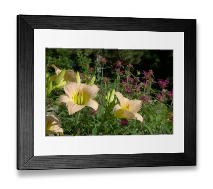 Framed Print : Reading, MA, USA, summer perennial garden with Daylilies and Bee Balm Framed Print : Reading, MA, USA, summer perennial garden with Daylilies and Bee Balm