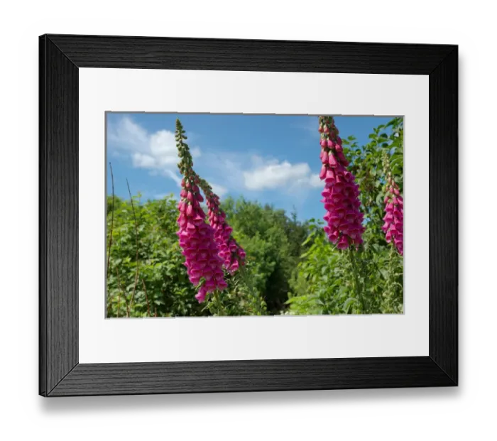 Framed Print : Newbury, Massachusetts, USA, Foxglove at Newbury Perennial Gardens