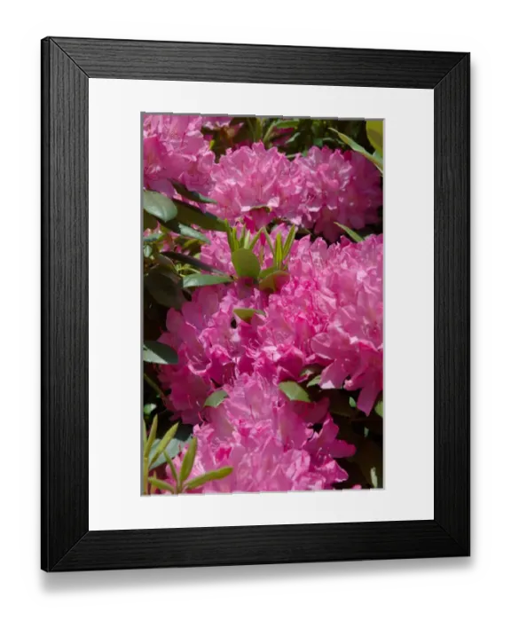 Framed Print : Reading, MA, USA, pink Rhododendron in full bloom Framed Print : Reading, MA, USA, pink Rhododendron in full bloom