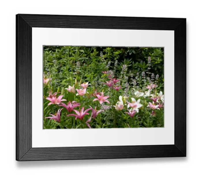 Framed Print : U. S. A. Reading, Massachusetts, Pink and White Asiatic lilies
