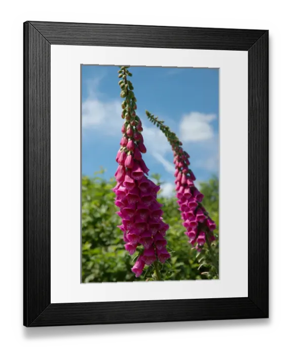 Framed Print : Newbury, Massachusetts, USA, Foxglove at Newbury Perennial Gardens Framed Print : Newbury, Massachusetts, USA, Foxglove at Newbury Perennial Gardens