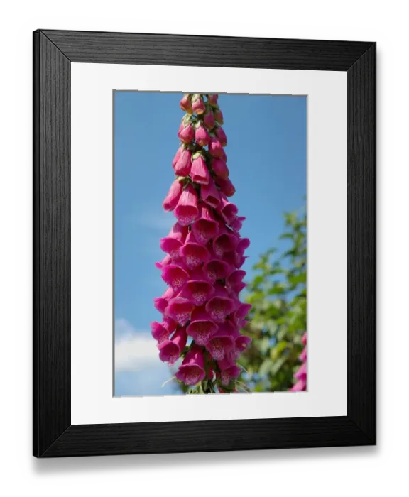 Framed Print : Newbury, Massachusetts, USA, Foxglove at Newbury Perennial Gardens Framed Print : Newbury, Massachusetts, USA, Foxglove at Newbury Perennial Gardens