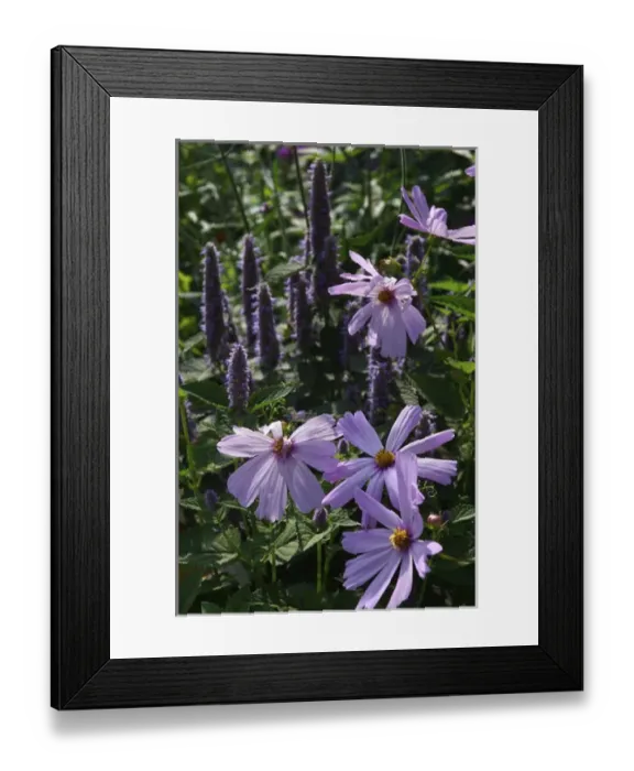 Framed Print : USA, Massachusetts, Berkshires, Stockbrige, flower garden
