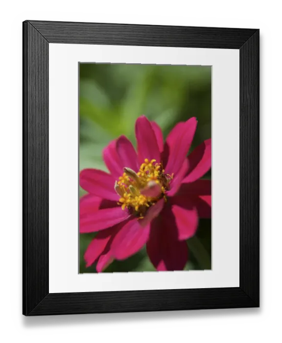 Framed Print : USA, Massachusetts, Boylston, Tower Hill Botanical Garden, pink Zinnia Framed Print : USA, Massachusetts, Boylston, Tower Hill Botanical Garden, pink Zinnia